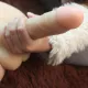Casanova 18 Cm Penisli Gerçekçi Erkek Vücut Casanova 18 Cm Penisli Gerçekçi Erkek Vücut